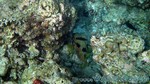 Reethi2011-0224.jpg