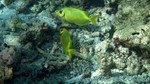 Reethi2011-0227.jpg