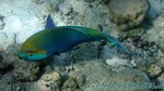 Reethi2011-0235.jpg