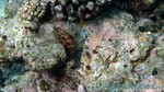 Reethi2011-0236.jpg