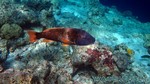 Reethi2011-0238.jpg