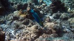 Reethi2011-0239.jpg