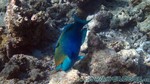 Reethi2011-0240.jpg