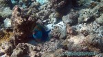 Reethi2011-0241.jpg