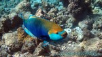 Reethi2011-0242.jpg