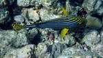 Reethi2011-0243.jpg