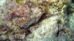 Reethi2011-0246.jpg