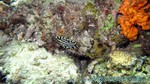 Reethi2011-0247.jpg