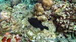 Reethi2011-0248.jpg