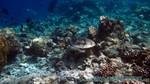 Reethi2011-0250.jpg