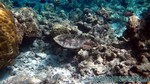 Reethi2011-0251.jpg
