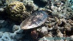 Reethi2011-0252.jpg
