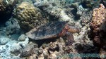 Reethi2011-0253.jpg