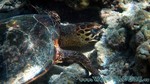 Reethi2011-0256.jpg
