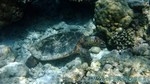 Reethi2011-0258.jpg