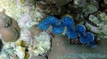 Reethi2011-0263.jpg
