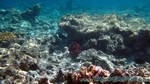Reethi2011-0264.jpg
