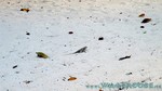 Reethi2011-0276.jpg