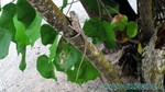 Reethi2011-0278.jpg