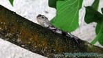 Reethi2011-0279.jpg