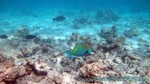 Reethi2011-0283.jpg