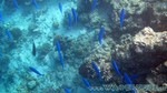 Reethi2011-0288.jpg