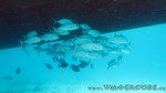 Reethi2011-0328.jpg