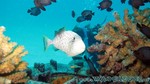 Reethi2011-0361.jpg