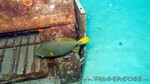 Reethi2011-0363.jpg