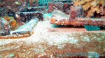 Reethi2011-0365.jpg