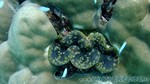 Reethi2011-0377.jpg