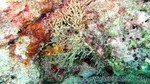 Reethi2011-0379.jpg
