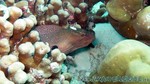 Reethi2011-0381.jpg