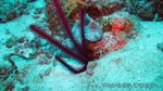 Reethi2011-0387.jpg