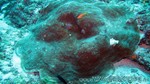 Reethi2011-0388.jpg