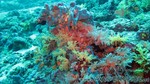 Reethi2011-0390.jpg