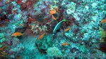 Reethi2011-0391.jpg