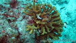 Reethi2011-0395.jpg