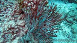 Reethi2011-0397.jpg