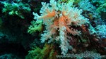 Reethi2011-0406.jpg