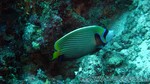 Reethi2011-0407.jpg