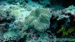 Reethi2011-0410.jpg