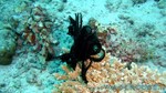 Reethi2011-0413.jpg