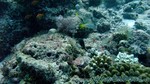 Reethi2011-0416.jpg