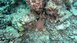Reethi2011-0421.jpg