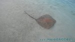 Reethi2011-0423.jpg