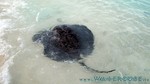 Reethi2011-0434.jpg