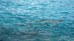 Reethi2011-0435.jpg
