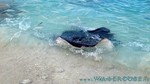 Reethi2011-0439.jpg