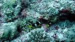 Reethi2011-0462.jpg